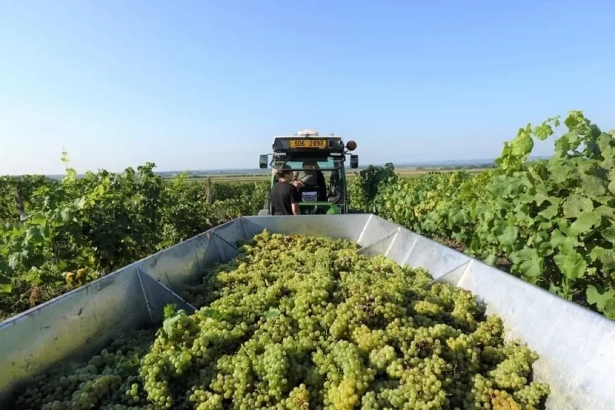 Prohlídka Habánských sklepů a vinařství s degustací a dárkem - foto 03