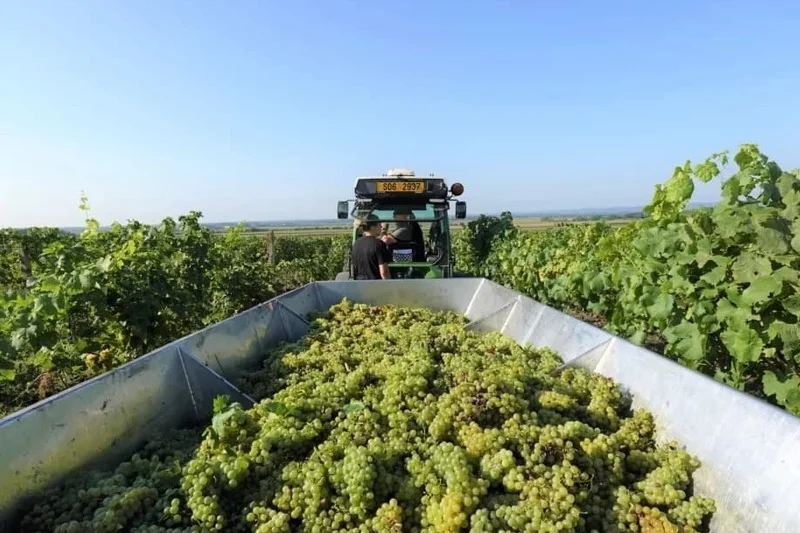 Prohlídka Habánských sklepů a vinařství s degustací a dárkem - foto 03