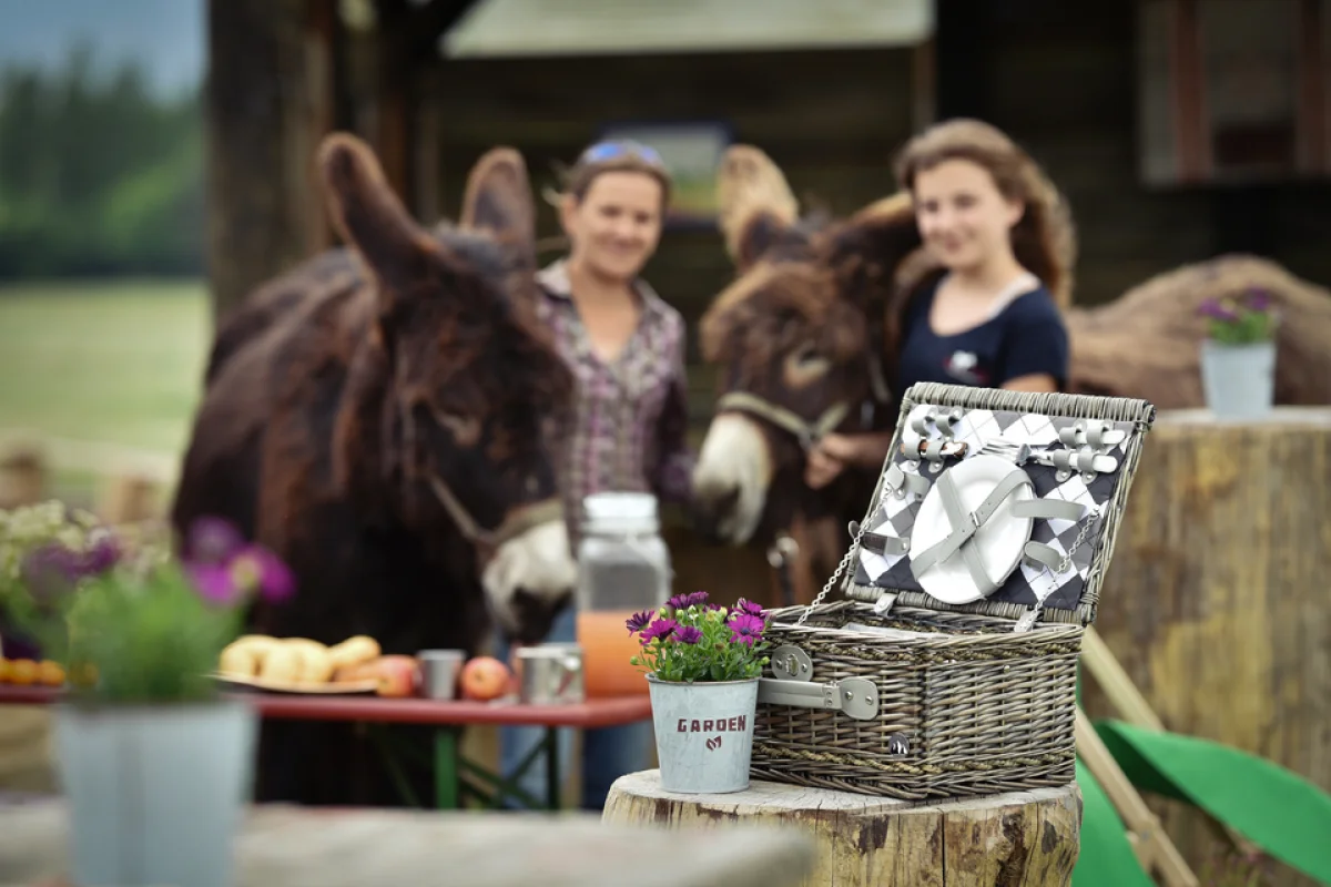 Půldenní výlet se dvěma oslíky, svezením a farmářským piknikem až pro 5 osob - foto 03