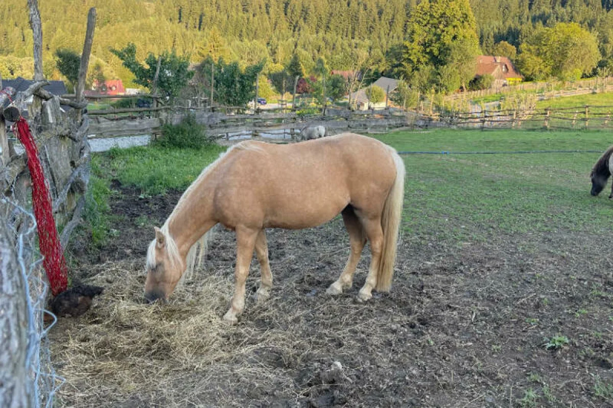 Relaxační víkend na statku na Slovensku - foto 06