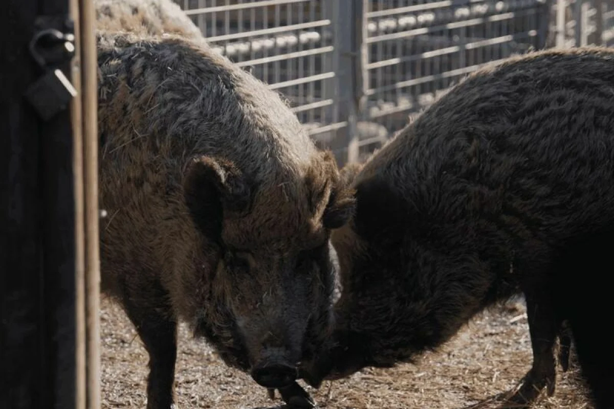 Roční vstup do Zoo Tábor - foto 10