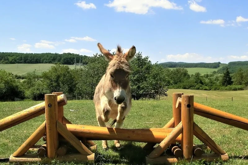 Rodinná exkurze na farmě - foto 03