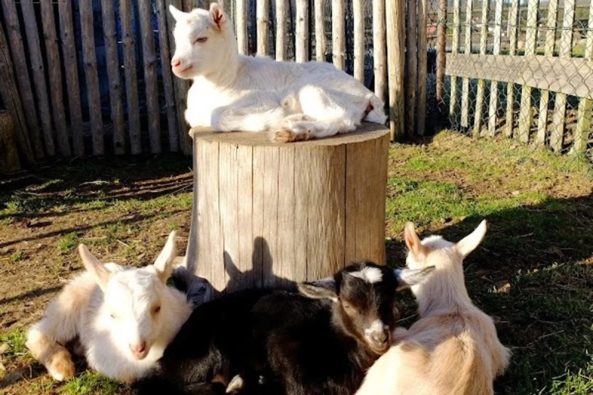 Rodinná exkurze na farmě - foto 05