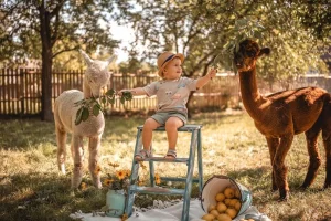 Úžasná procházka s roztomilými alpakami krásnou jihočeskou krajinou s výhledem na zámek Hluboká - foto 01