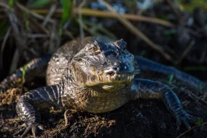 Úžasná VIP prohlídka s krmením krokodýlů v Krokodýlí ZOO Praha - foto 01