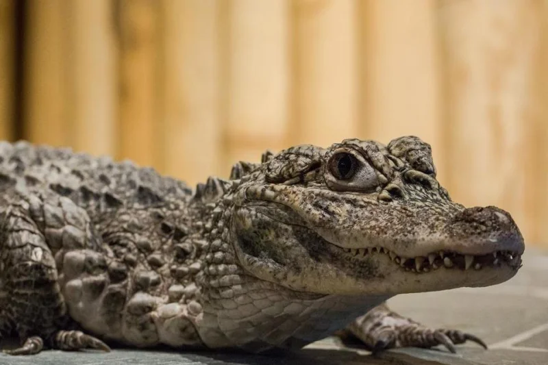 Úžasná VIP prohlídka s krmením krokodýlů v Krokodýlí ZOO Praha - foto 02