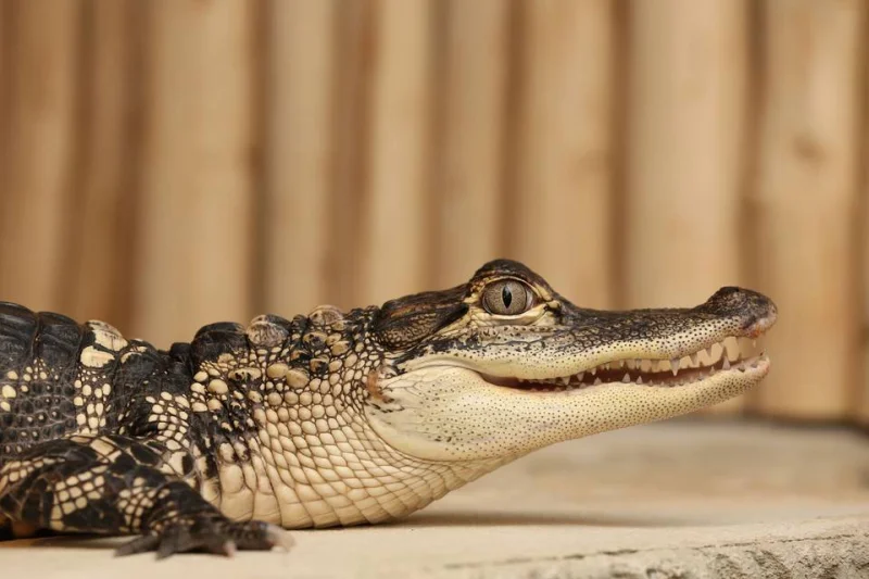 Úžasná VIP prohlídka s krmením krokodýlů v Krokodýlí ZOO Praha - foto 03