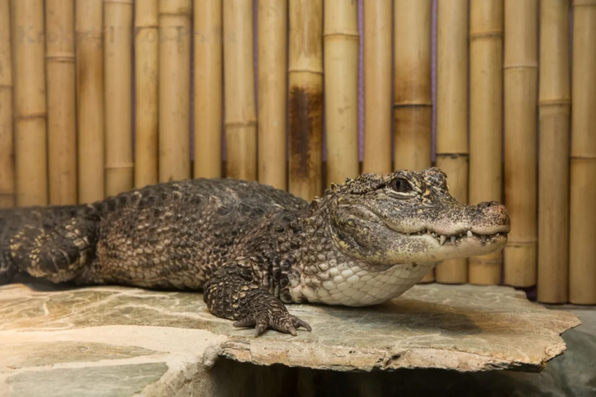 Úžasná VIP prohlídka s krmením krokodýlů v Krokodýlí ZOO Praha - foto 04