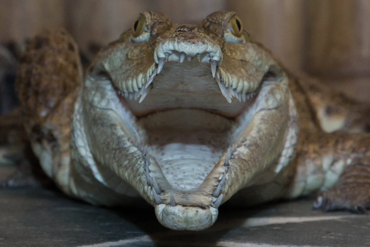 Úžasná VIP prohlídka s krmením krokodýlů v Krokodýlí ZOO Praha - foto 05