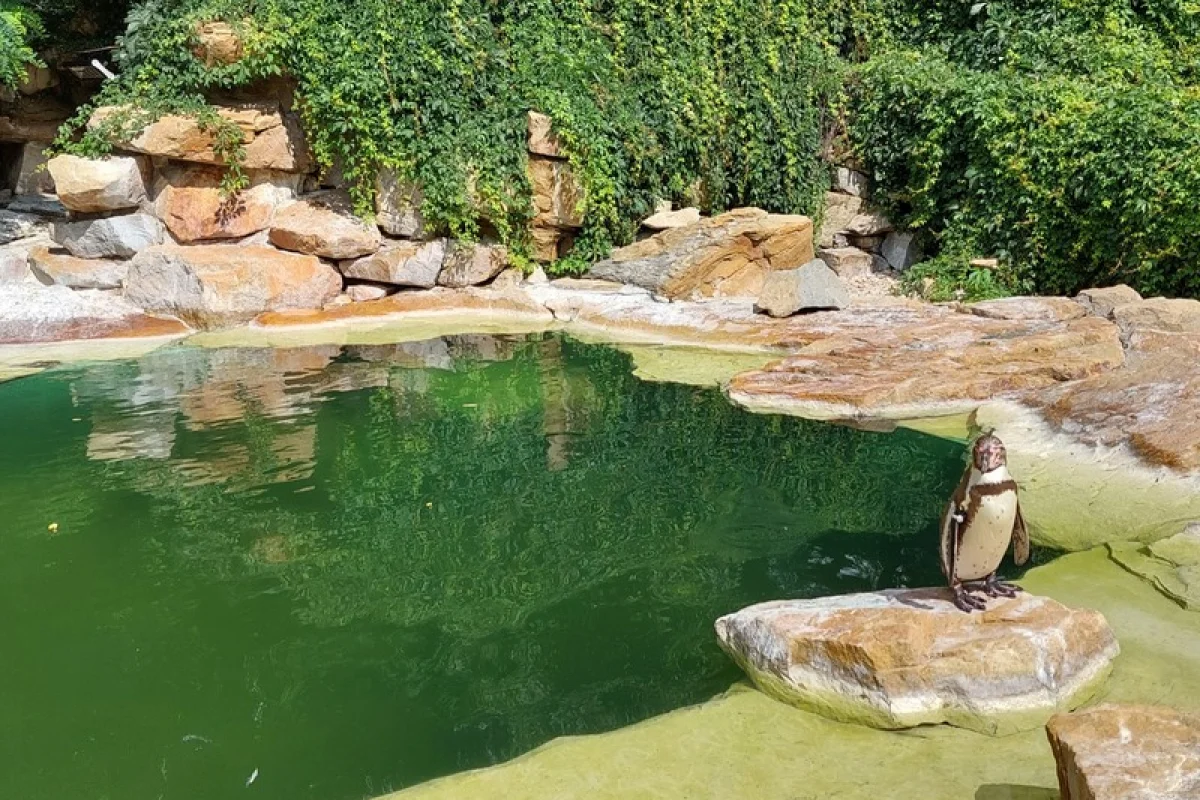 Venkovní únikovka v Zoo Lešná: Až 6 hráčů - foto 08