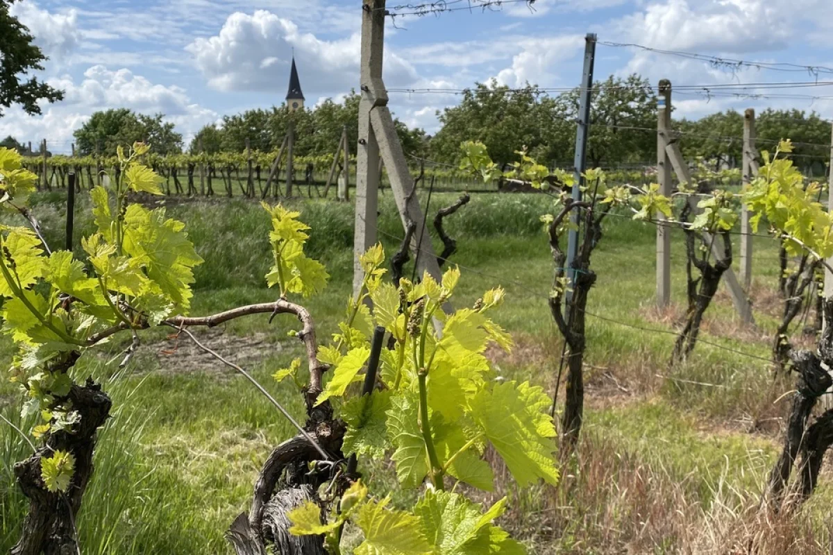 Vinařská cyklistická úniková hra krajinou Modrých Hor na jižní Moravě - foto 04