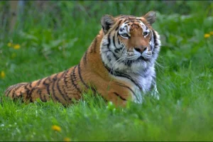 VIP vstup do ZOO Tábor – navštivte království zvířat s ošetřovatelem a nahlédněte do zvířecích výběhů - foto 01