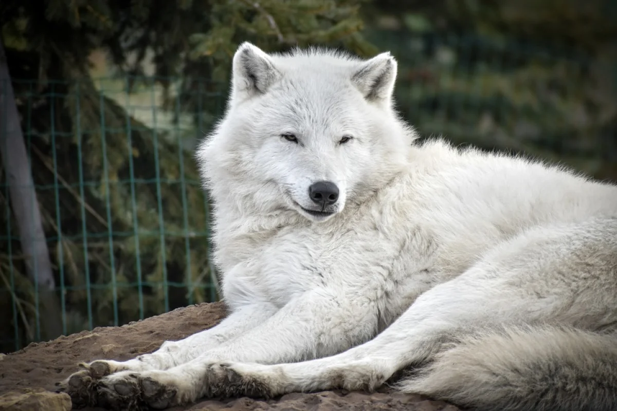 VIP vstup do ZOO Tábor – navštivte království zvířat s ošetřovatelem a nahlédněte do zvířecích výběhů - foto 03