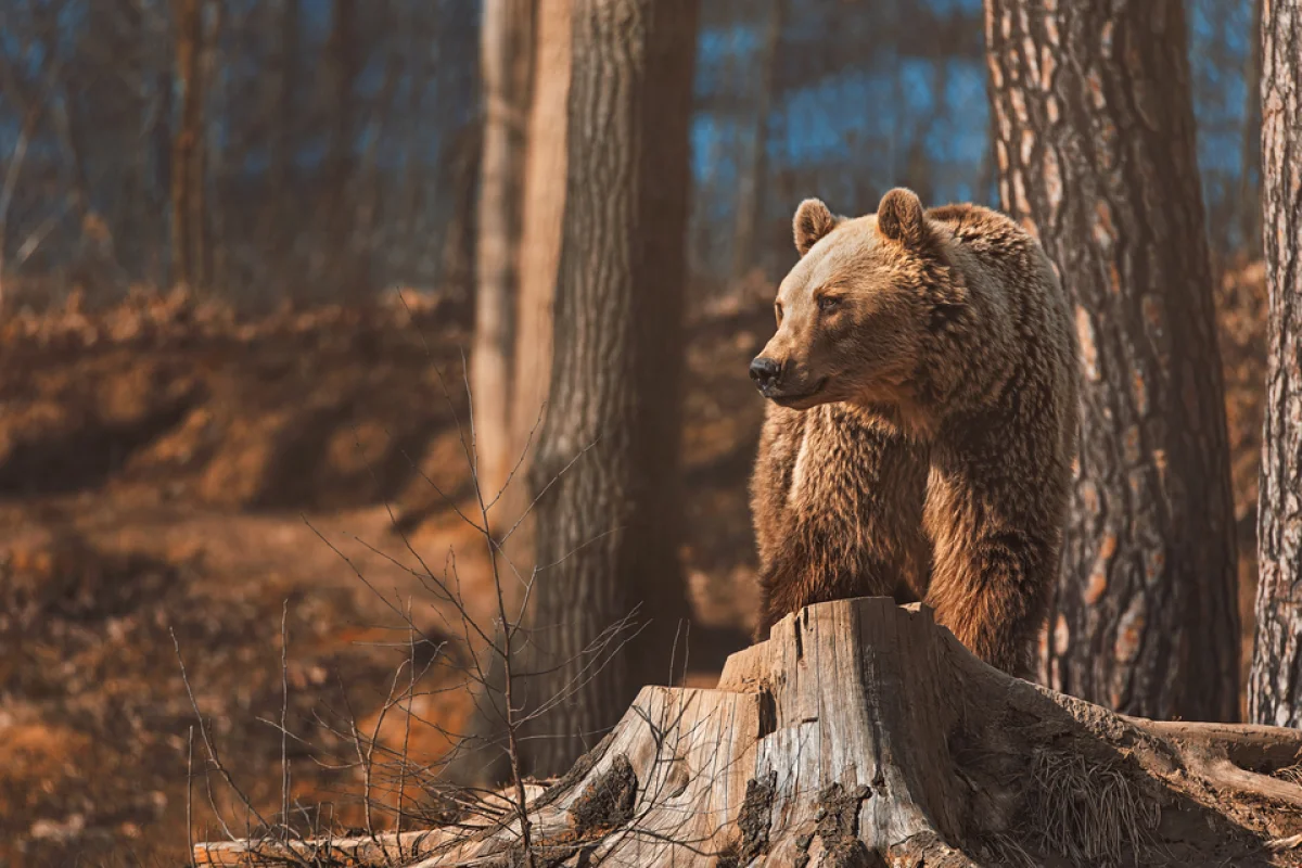 VIP vstup do ZOO Tábor – navštivte království zvířat s ošetřovatelem a nahlédněte do zvířecích výběhů - foto 04