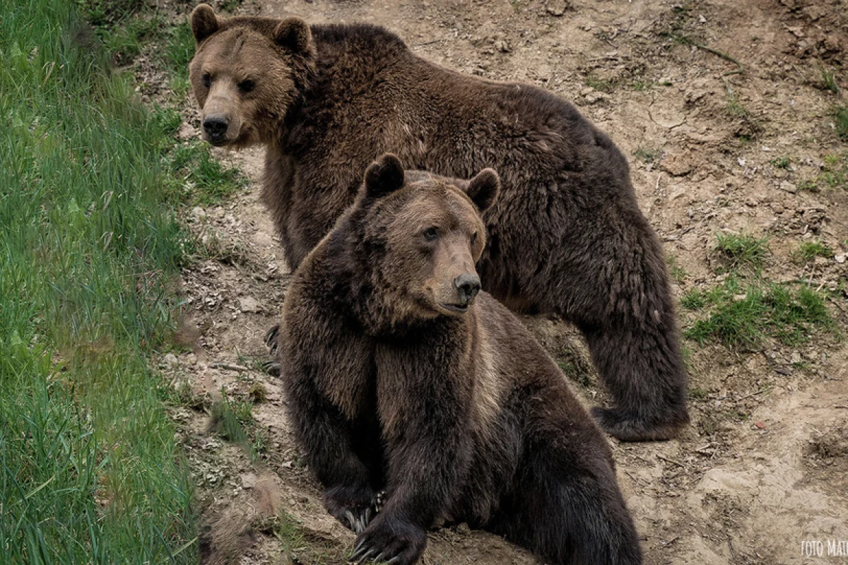 VIP vstup do ZOO Tábor – navštivte království zvířat s ošetřovatelem a nahlédněte do zvířecích výběhů - foto 05