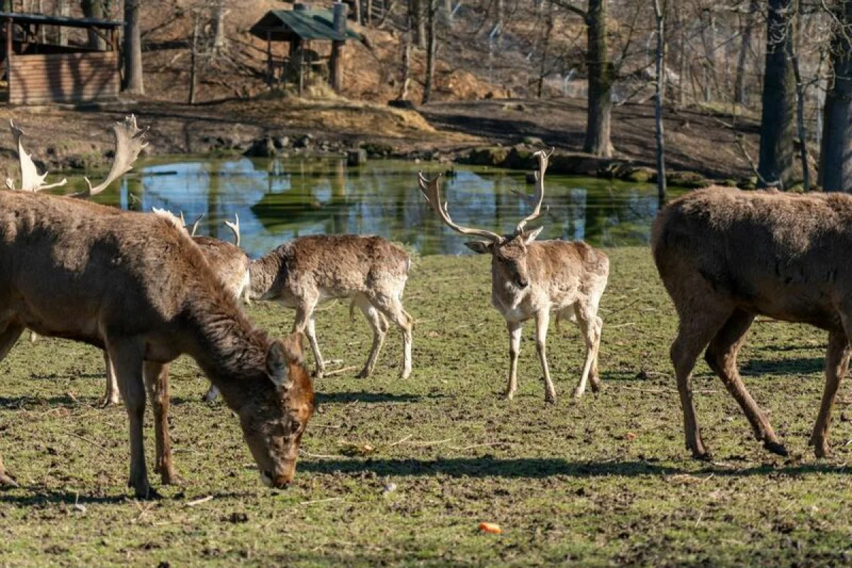 VIP vstup do Zoo Tábor s ošetřovatelem až pro 4 osoby - foto 04