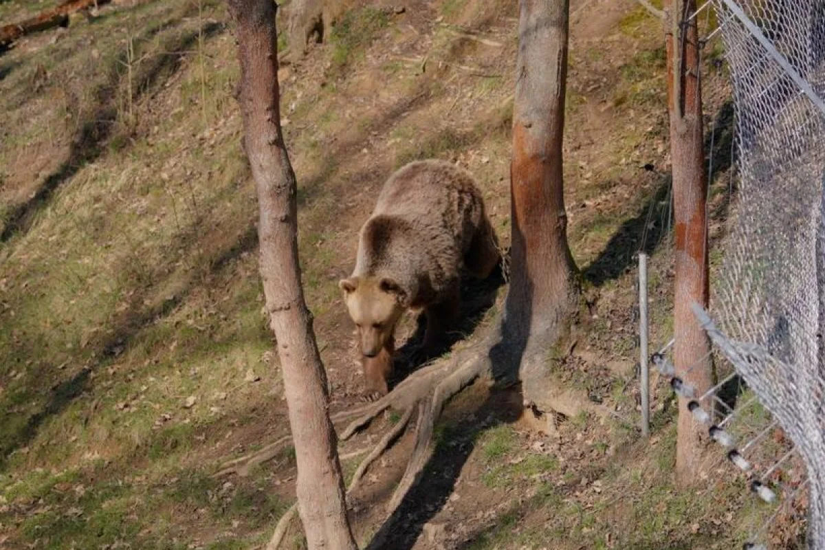 VIP vstup do Zoo Tábor s ošetřovatelem až pro 4 osoby - foto 08