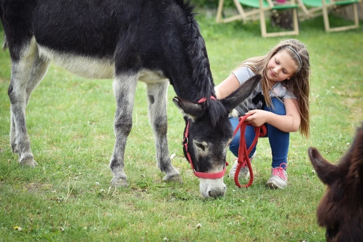 Zážitková návštěva oslí farmy včetně procházky s oslíkem - foto 03