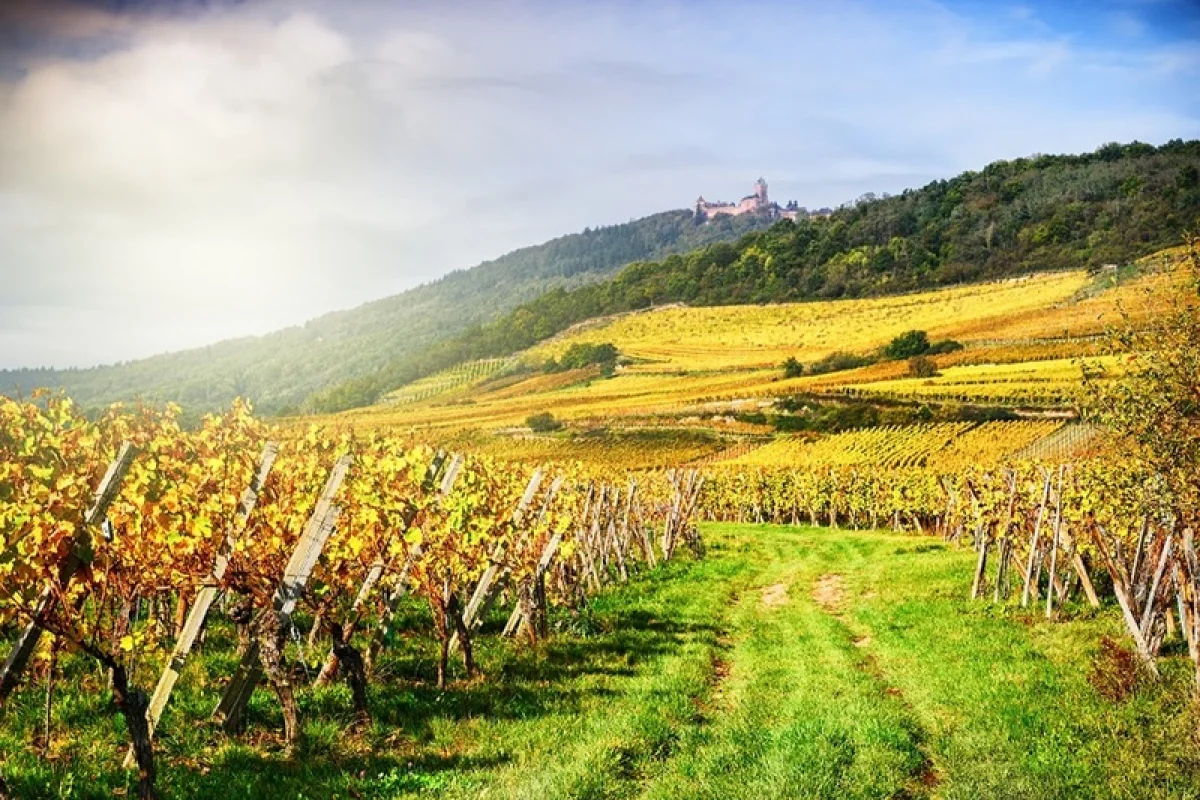 Zážitkové předplatné vína: Kamkoli po ČR Celá ČR - foto 03