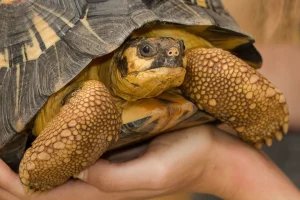 Želví VIP prohlídka s krmením v Krokodýlí Zoo - foto 01