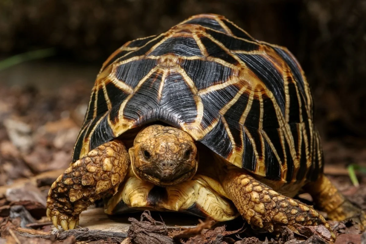 Želví VIP prohlídka s krmením v Krokodýlí Zoo - foto 02
