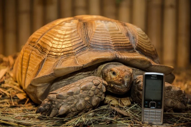 Želví VIP prohlídka s krmením v Krokodýlí Zoo - foto 03
