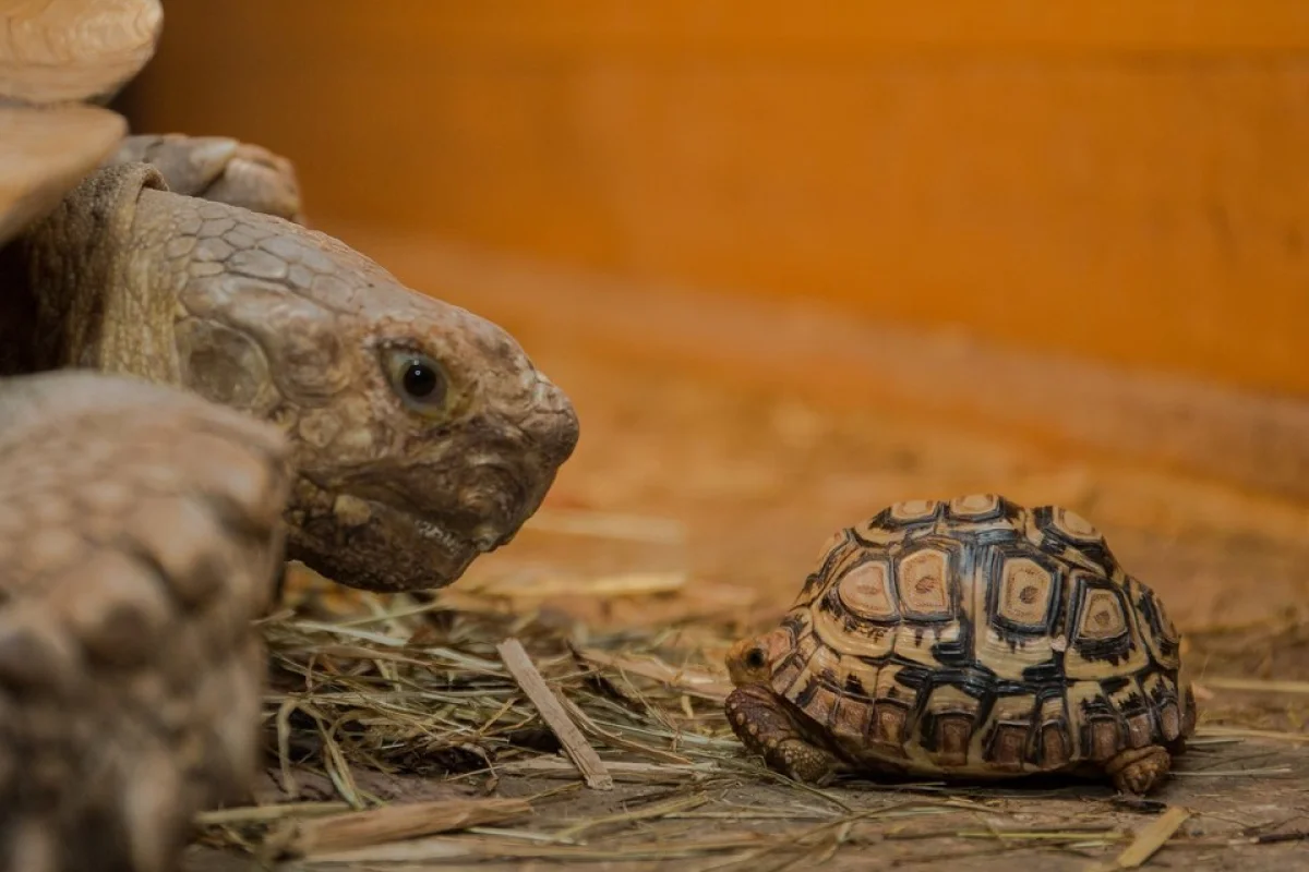 Želví VIP prohlídka s krmením v Krokodýlí Zoo - foto 05
